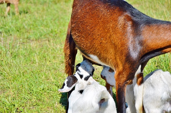 Laptele de capră tratează varicoză, Unde să faceți o operație pentru a elimina varicele