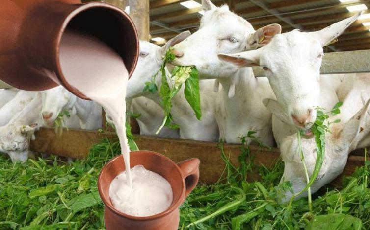 lapte de capră